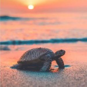 Meet your Posher, Belinda